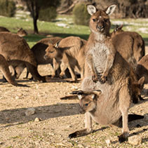 photo of a kangaroo